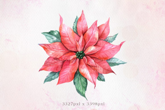 Poinsettia Watercolor Illustration for Branding and Marketing