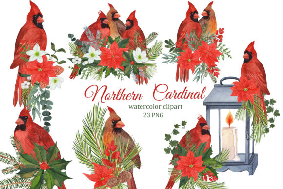 Red Cardinal Christmas Birds Illustrations